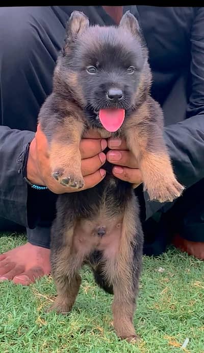 German Shepherd |double coat Gsd | German Shepherd puppies pair