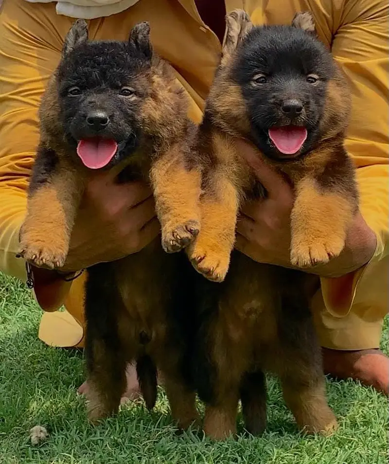German Shepherd |double coat Gsd | German Shepherd puppies pair — photo 3