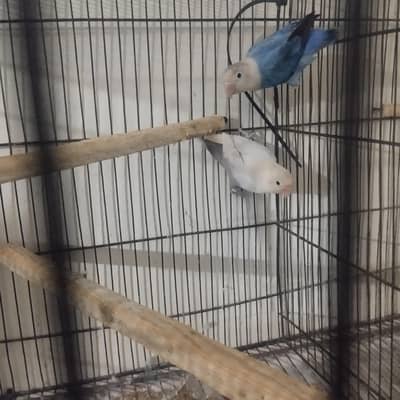 love birds breeder pair