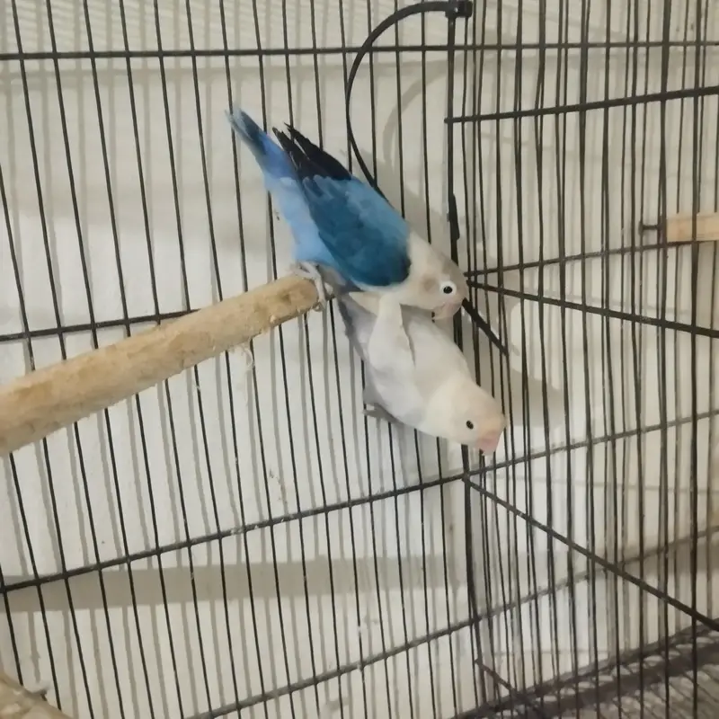 love birds breeder pair — photo 2