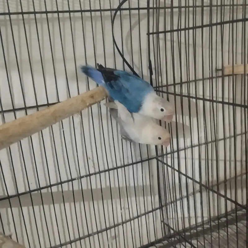 love birds breeder pair — photo 3