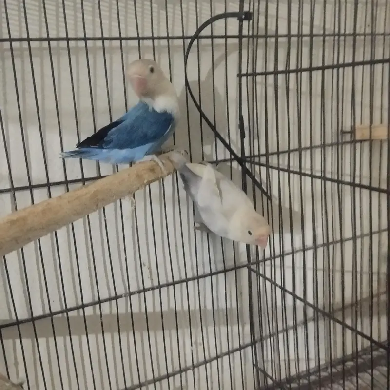love birds breeder pair — photo 4