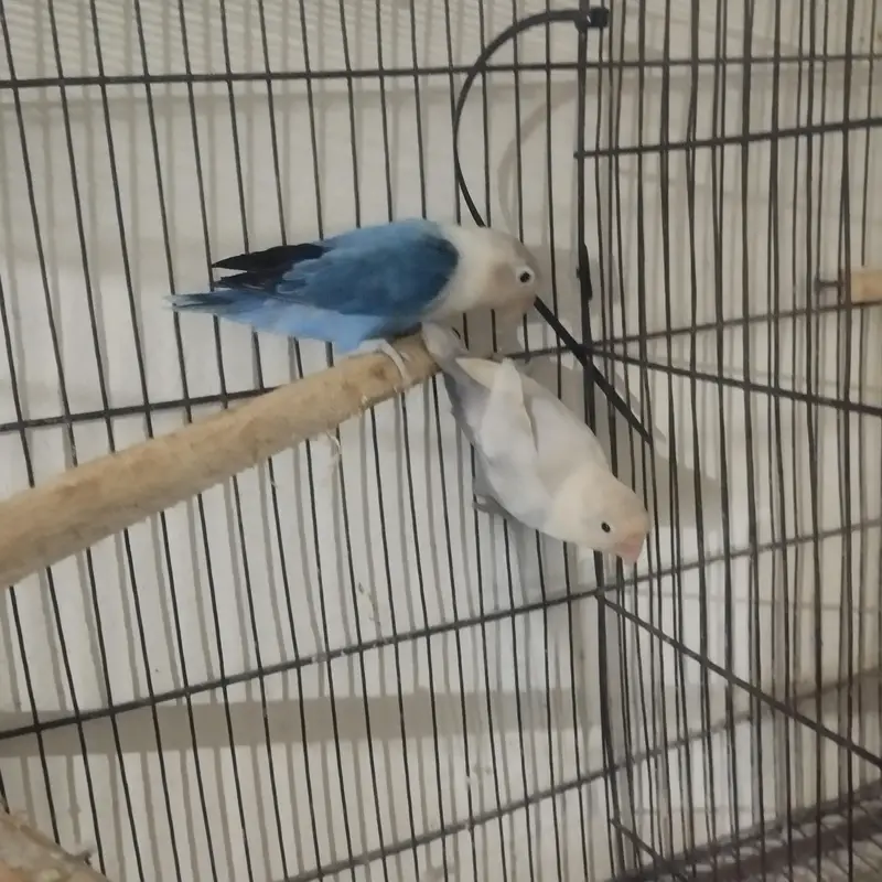 love birds breeder pair — photo 5