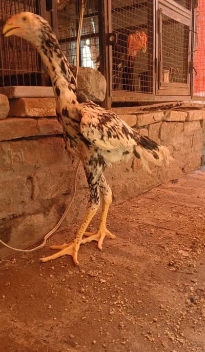 shamo chicks