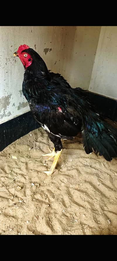 aseel mia wali lasani for sell bht piyara prinda he