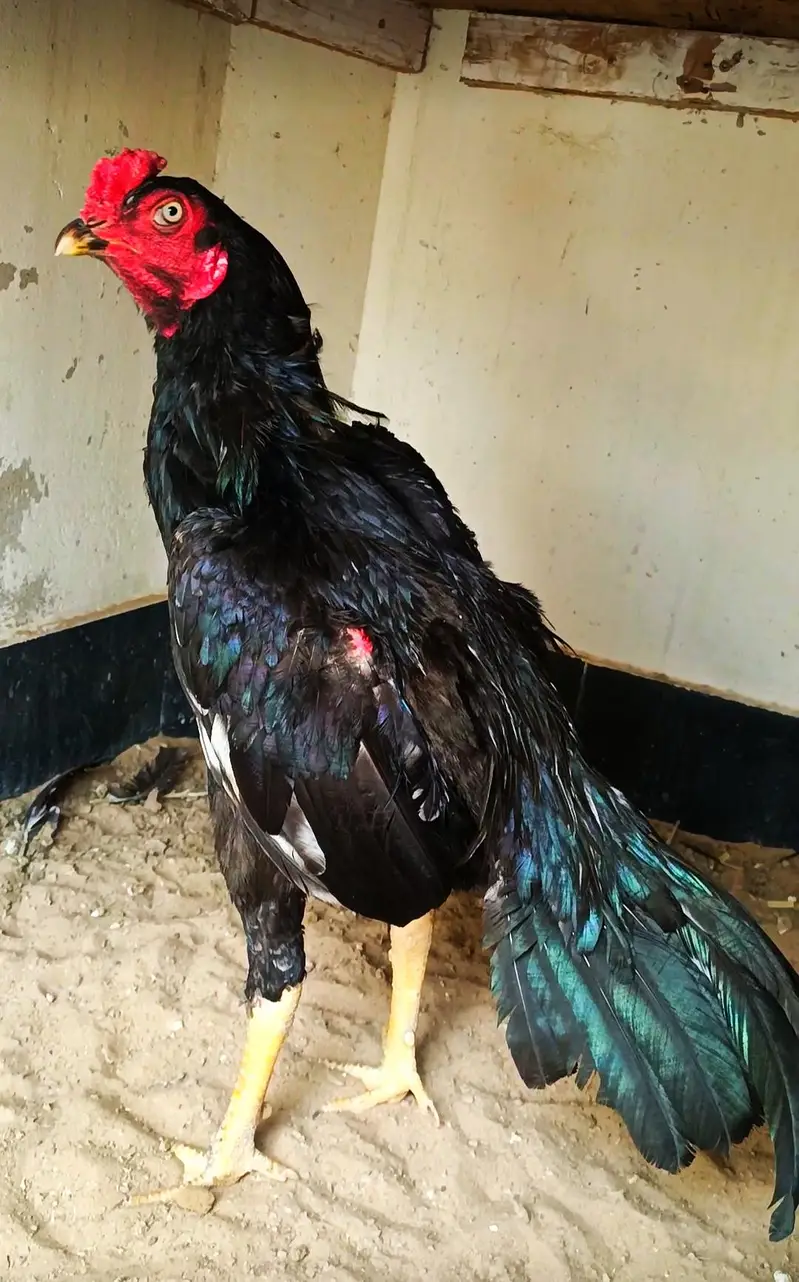 aseel mia wali lasani for sell bht piyara prinda he — photo 2