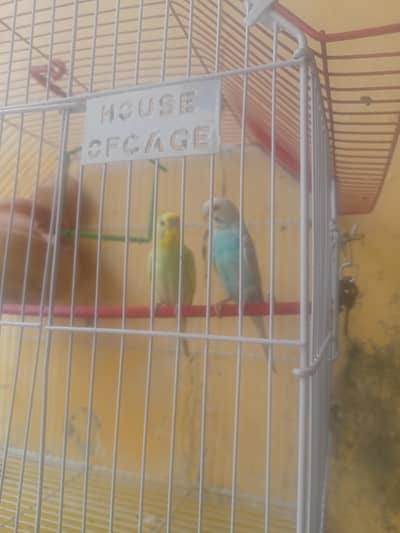 Budgies Parrots