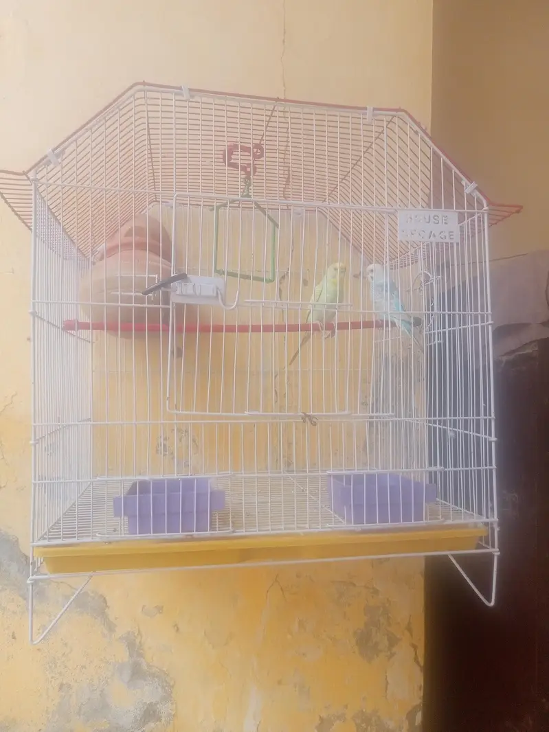 Budgies Parrots — photo 2