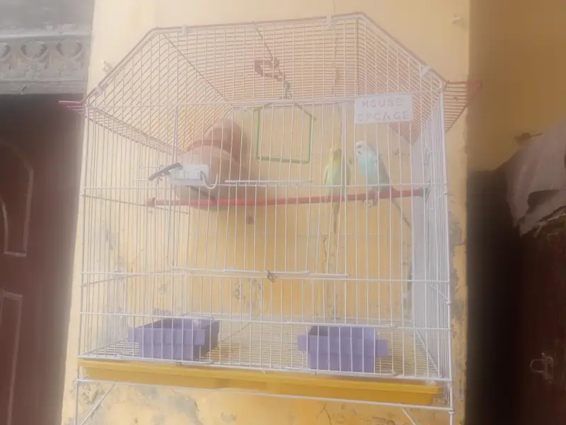 Budgies Parrots — photo 3