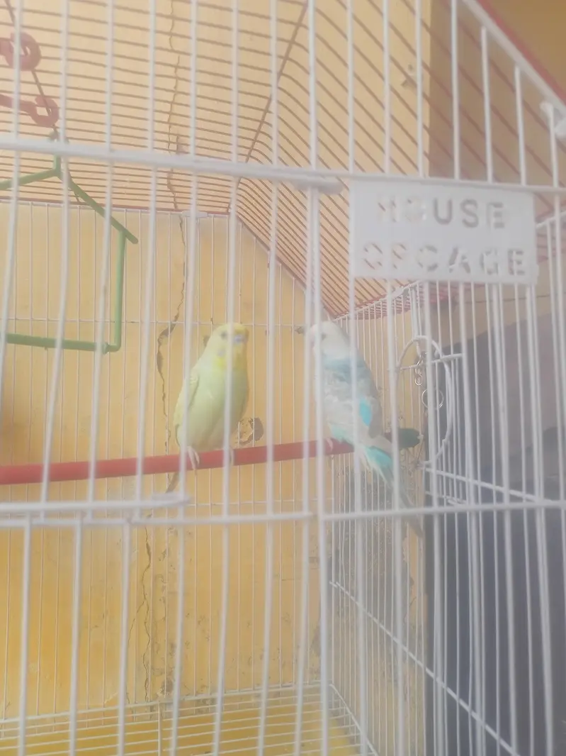 Budgies Parrots — photo 4