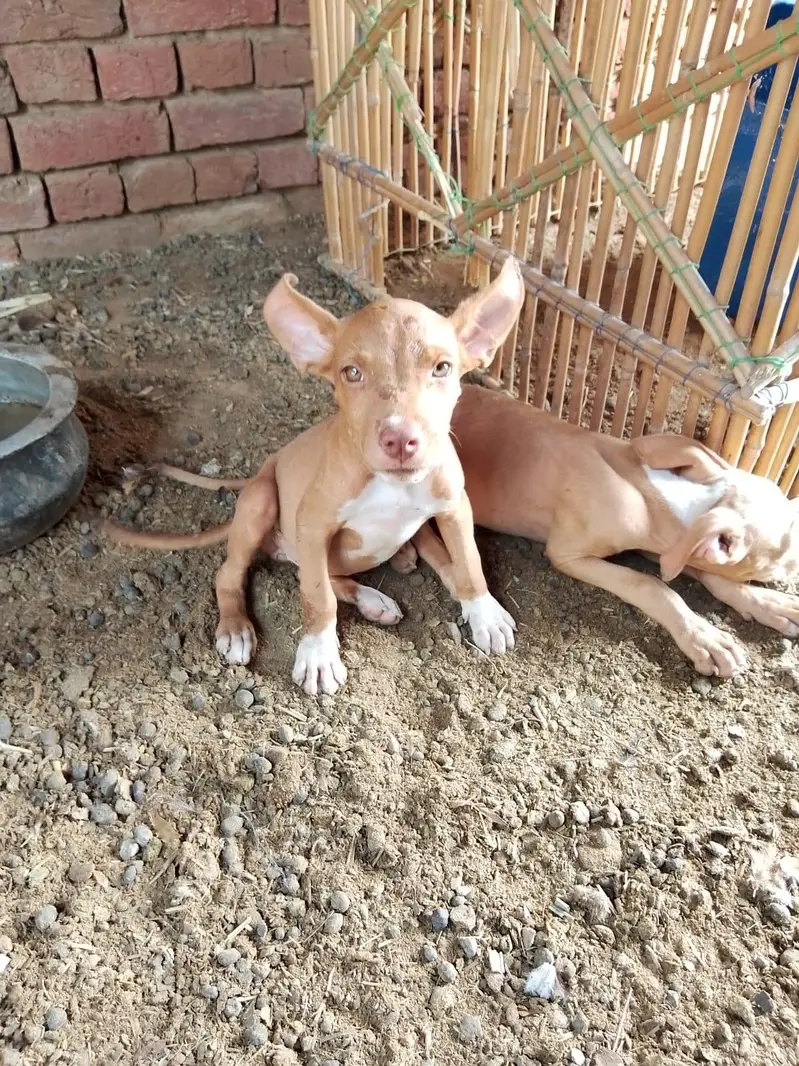 pitbull or gultair — photo 2