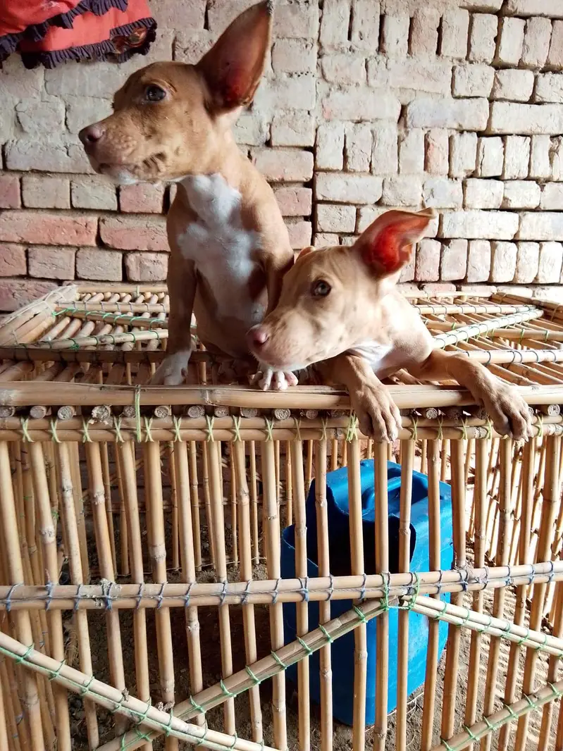 pitbull or gultair — photo 3