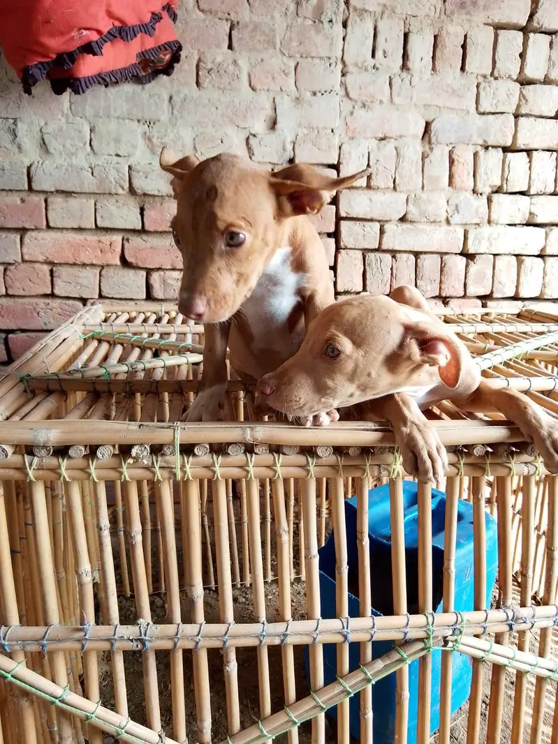 pitbull or gultair — photo 4