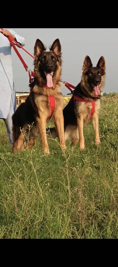 German Shepherd pair 9 month for sale