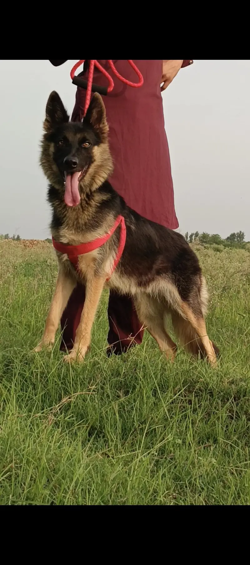 German Shepherd pair 9 month for sale — photo 3