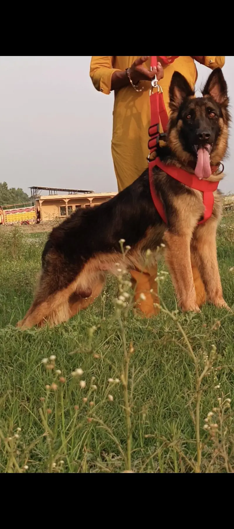 German Shepherd pair 9 month for sale — photo 4