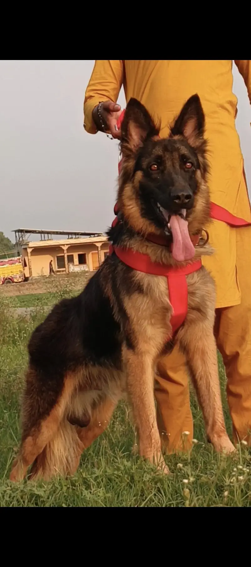 German Shepherd pair 9 month for sale — photo 5