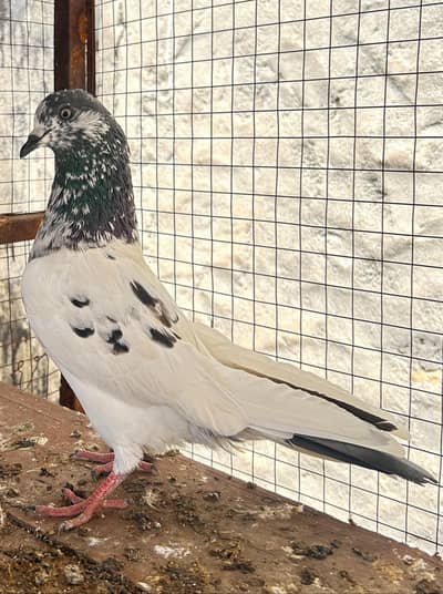 Quality High Flyer Males Available