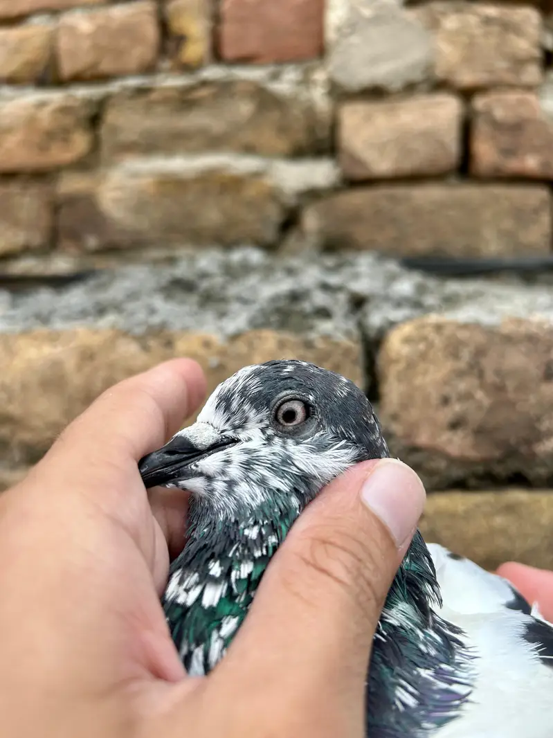 Quality Parwazi Male/Nar Available — photo 2