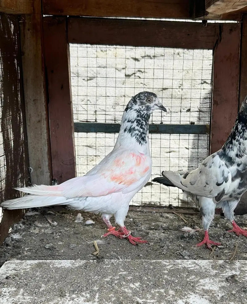 Quality Parwazi Male/Nar Available — photo 3