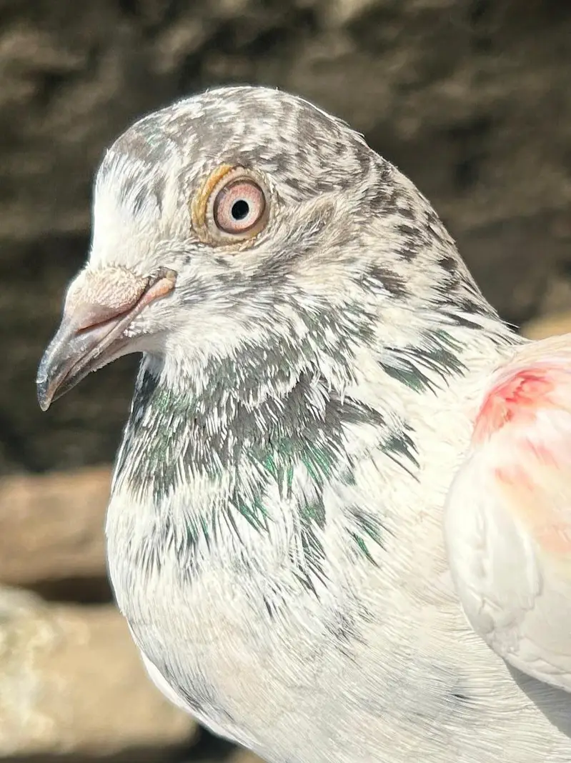 Quality Parwazi Male/Nar Available — photo 4