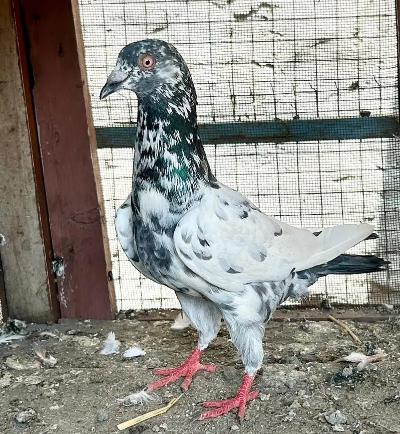 Quality Parwazi Male/Nar Available — photo 5