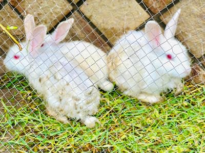 RABBITS MALE AND FEMALE FO SALE