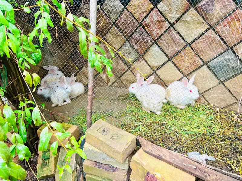RABBITS MALE AND FEMALE FO SALE — photo 2