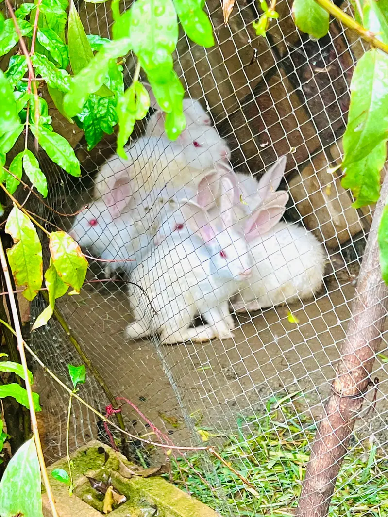 RABBITS MALE AND FEMALE FO SALE — photo 3