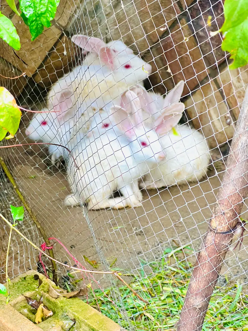 RABBITS MALE AND FEMALE FO SALE — photo 4