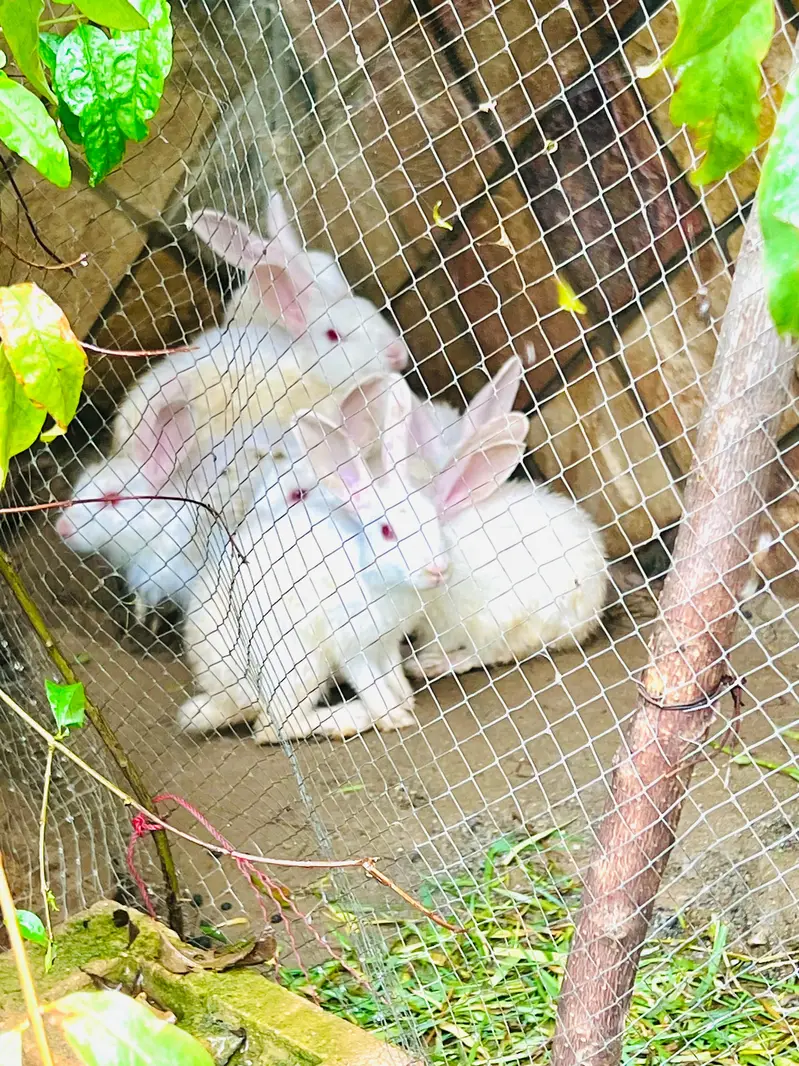 RABBITS MALE AND FEMALE FO SALE — photo 5