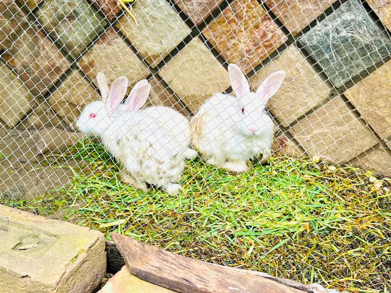 RABBITS MALE AND FEMALE FO SALE — photo 6