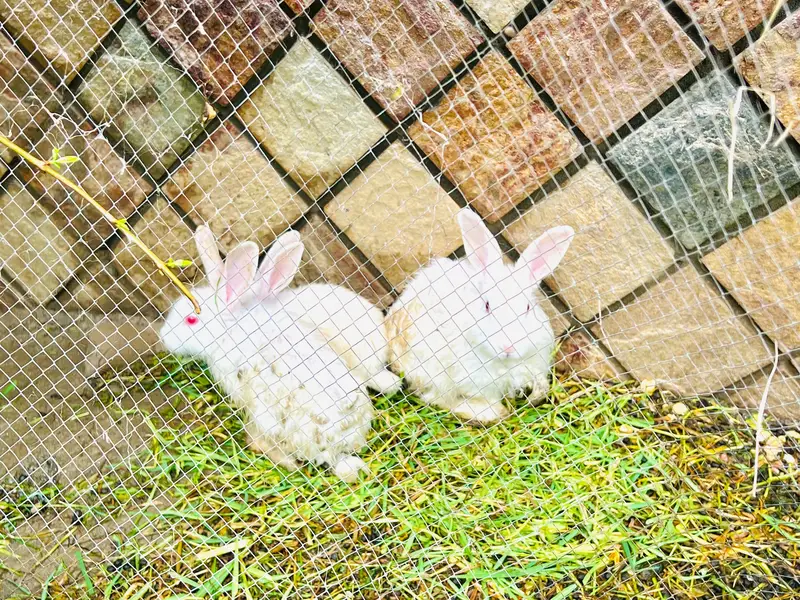 RABBITS MALE AND FEMALE FO SALE — photo 7