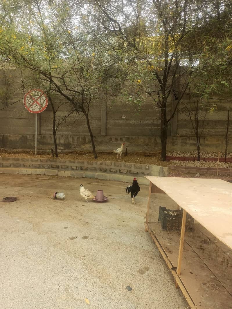 Bird cage 2