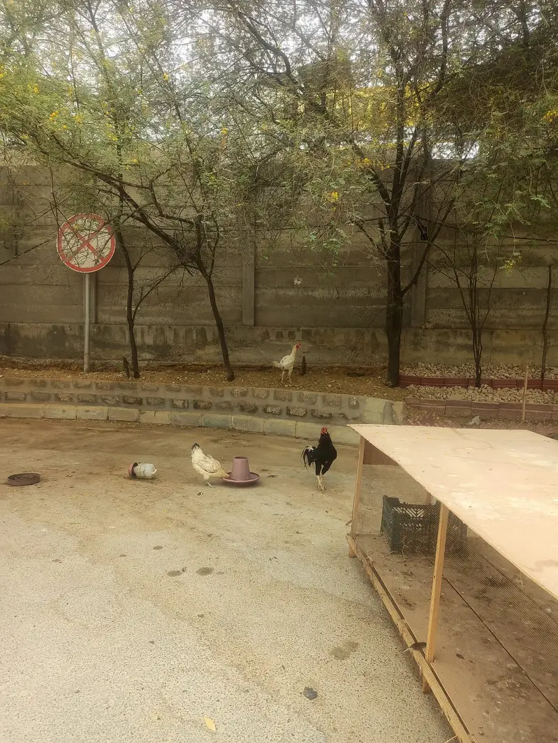 Bird cage — photo 3