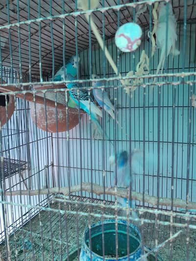 Australian parrots for sale