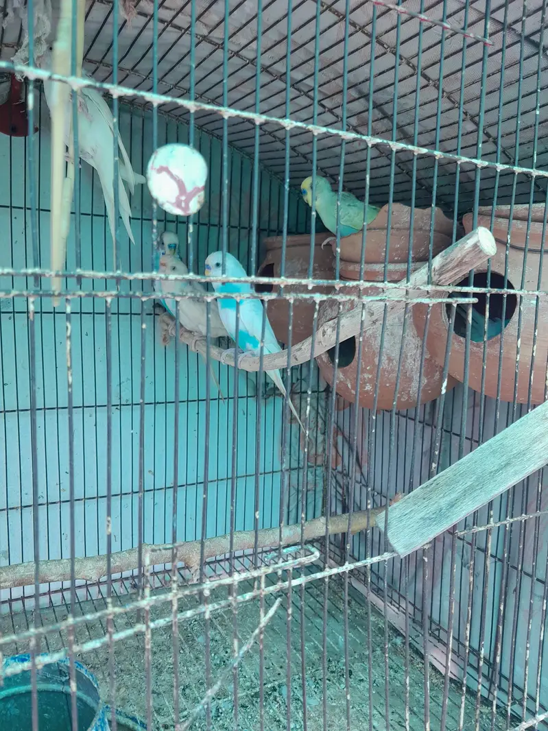 Australian parrots for sale — photo 2
