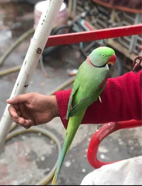 raw parrot for sale urgent and time vaccinations ok — photo 2