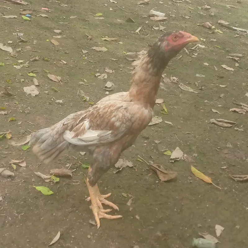 aseel murgi — photo 2
