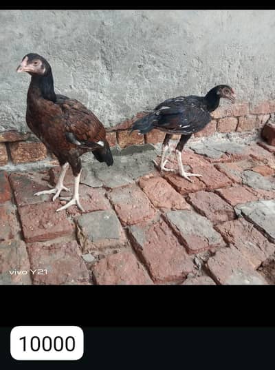Aseel breeders for sale