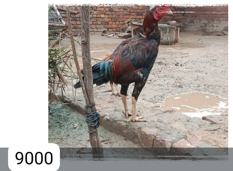 Aseel breeders for sale — photo 2