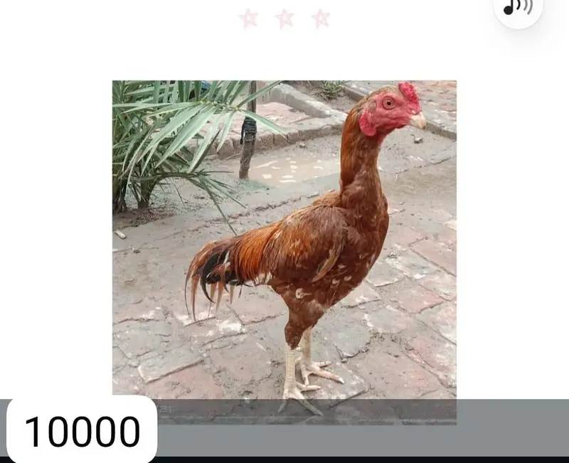 Aseel breeders for sale — photo 3