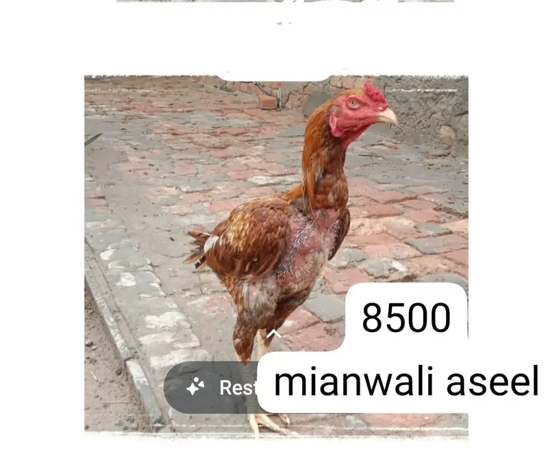 Aseel breeders for sale — photo 4