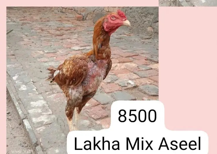 Aseel breeders for sale — photo 5