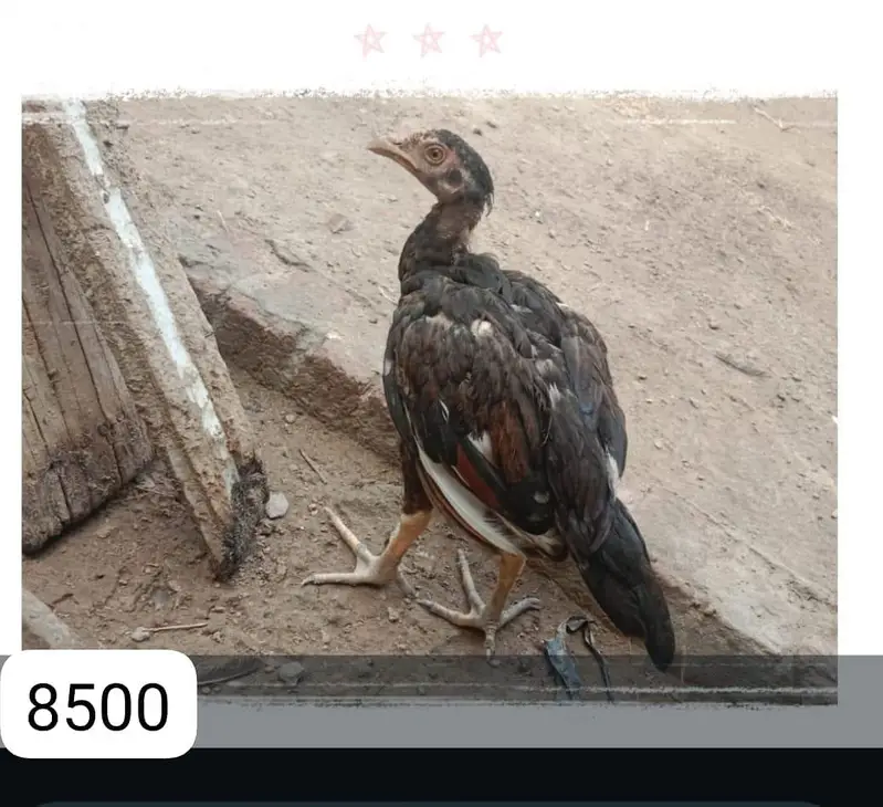 Aseel breeders for sale — photo 6