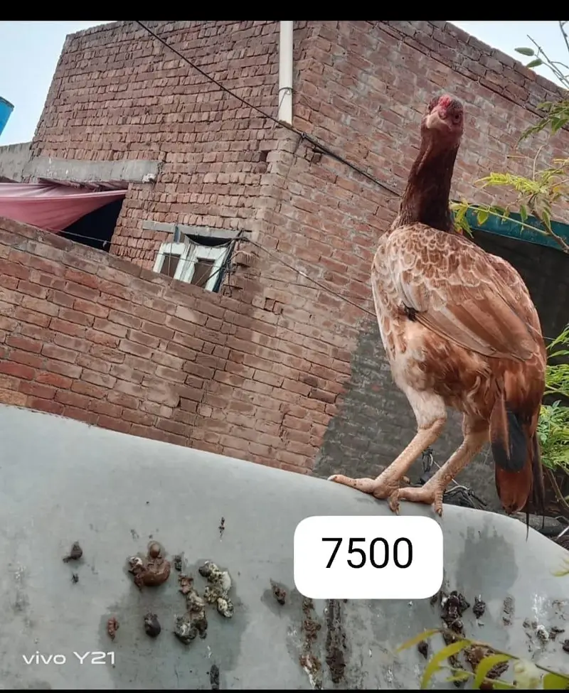 Aseel breeders for sale — photo 7