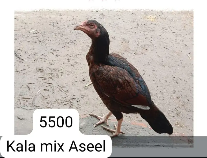 Aseel breeders for sale — photo 8