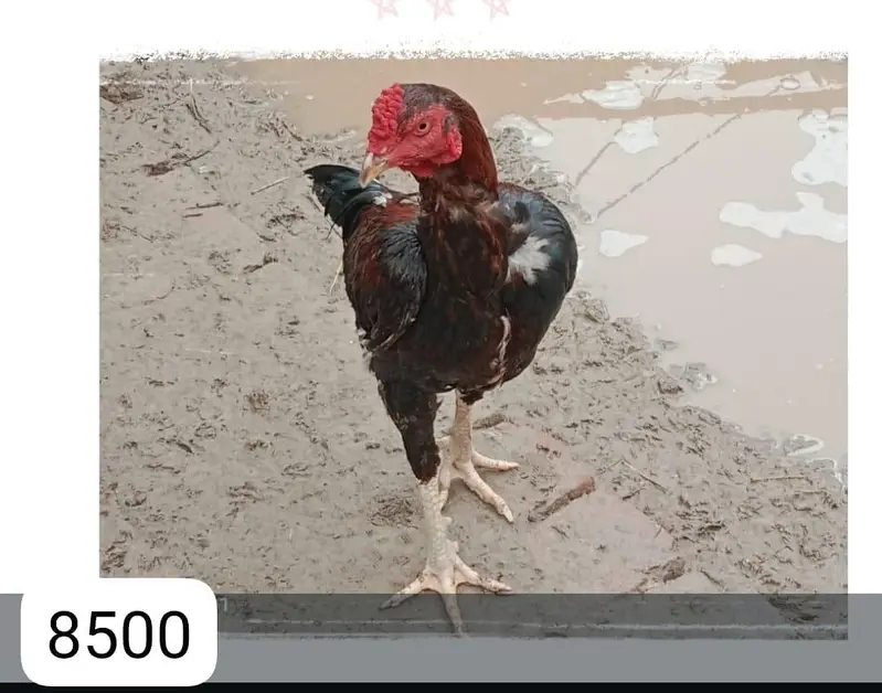 Aseel breeders for sale — photo 9