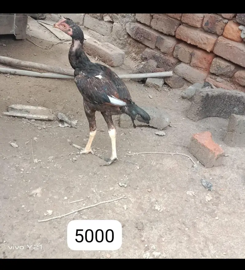 Aseel breeders for sale — photo 10