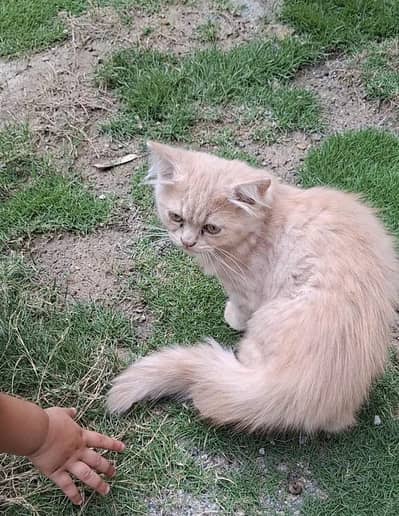 Persian cats Pair